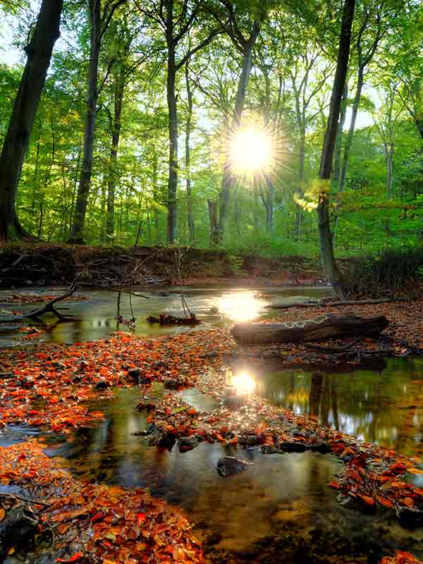 a forest scene by a stream with the sun shining through the trees